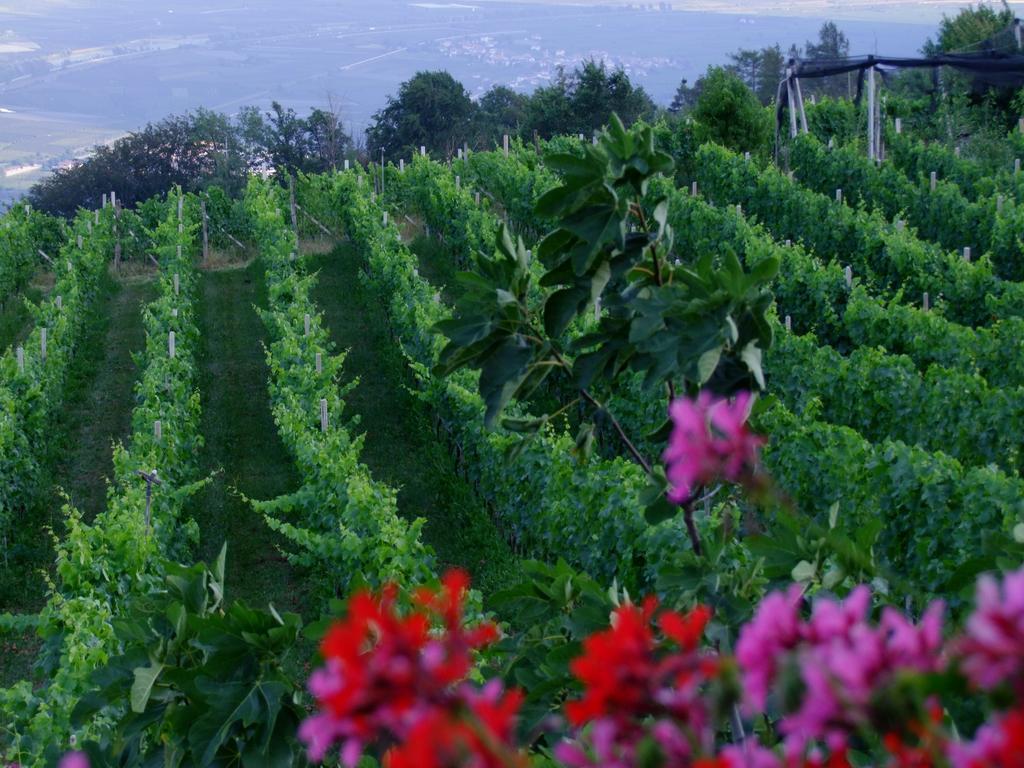 Kerschbamerhof Im Sueden Suedtirols كورتاتشا المظهر الخارجي الصورة