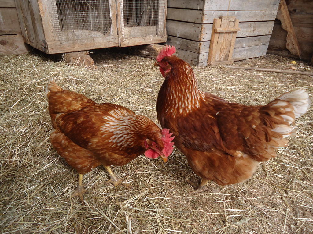 Kerschbamerhof Im Sueden Suedtirols كورتاتشا المظهر الخارجي الصورة